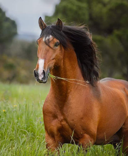 andalusian-horses-for-sale-brown-horse-eats-grass