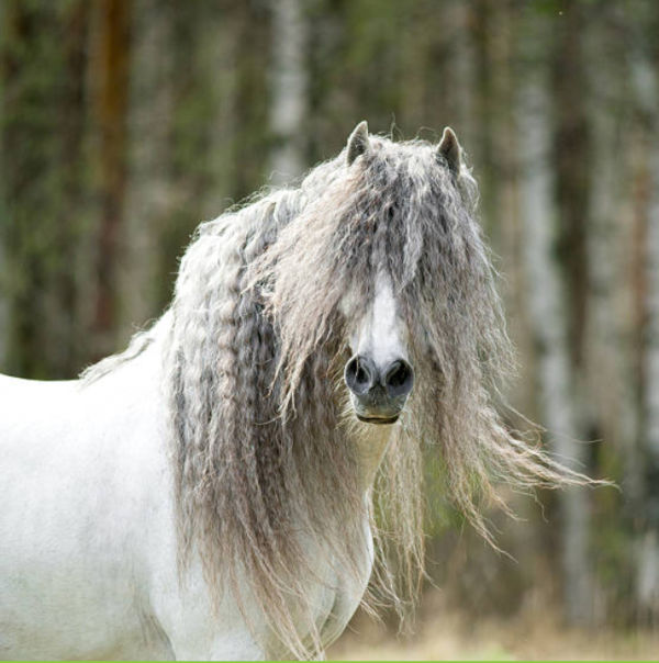 andalusian-horses-for-sale-white-horse-with-curly-ruff