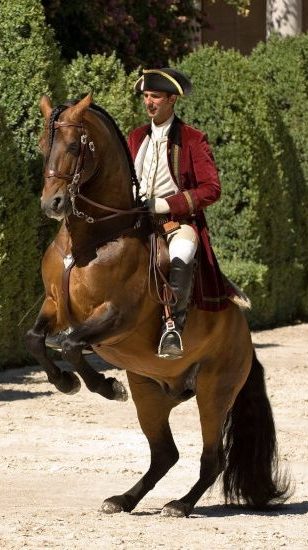 lusitano-horses-for-sale-horse-on-two-feet-with-rider