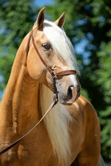 lusitano-horses-for-sale-nice-brown-horse-white-ruff