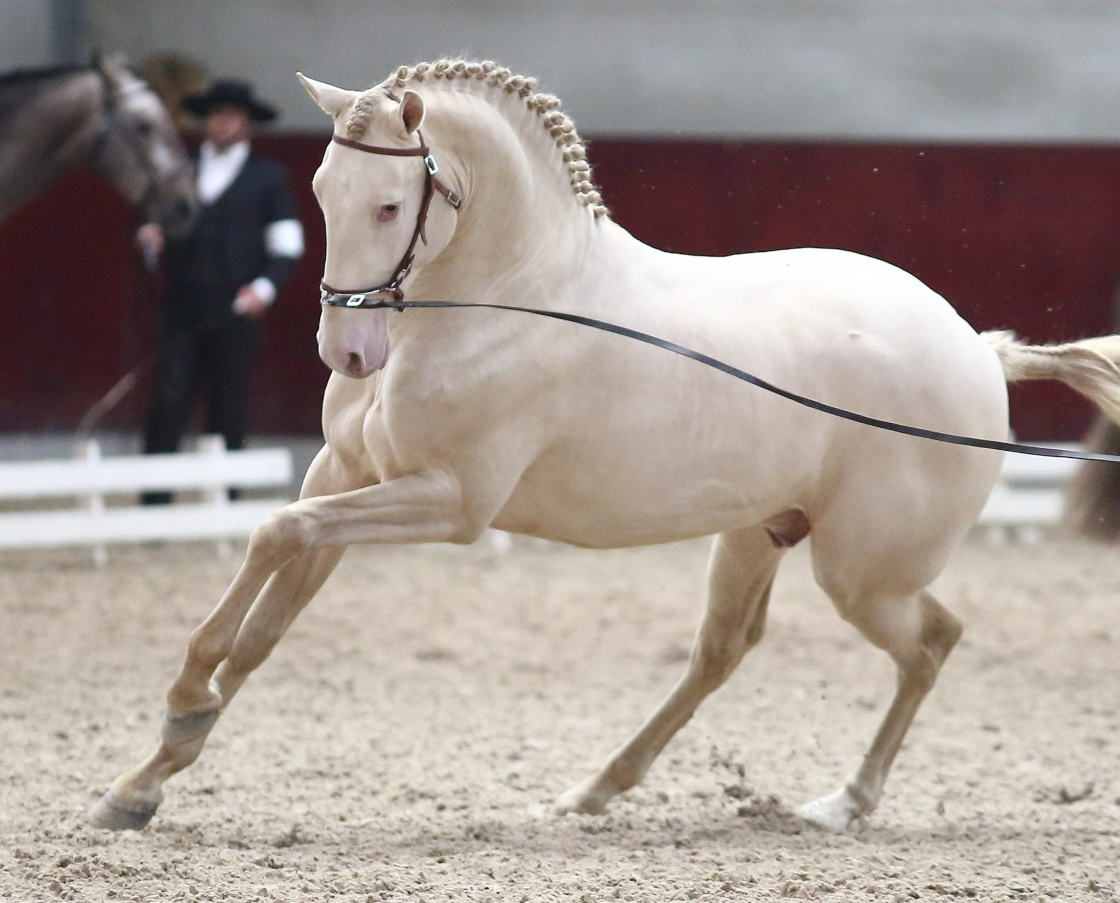 lusitano-horses-for-sale-white-horse-running-on-arena