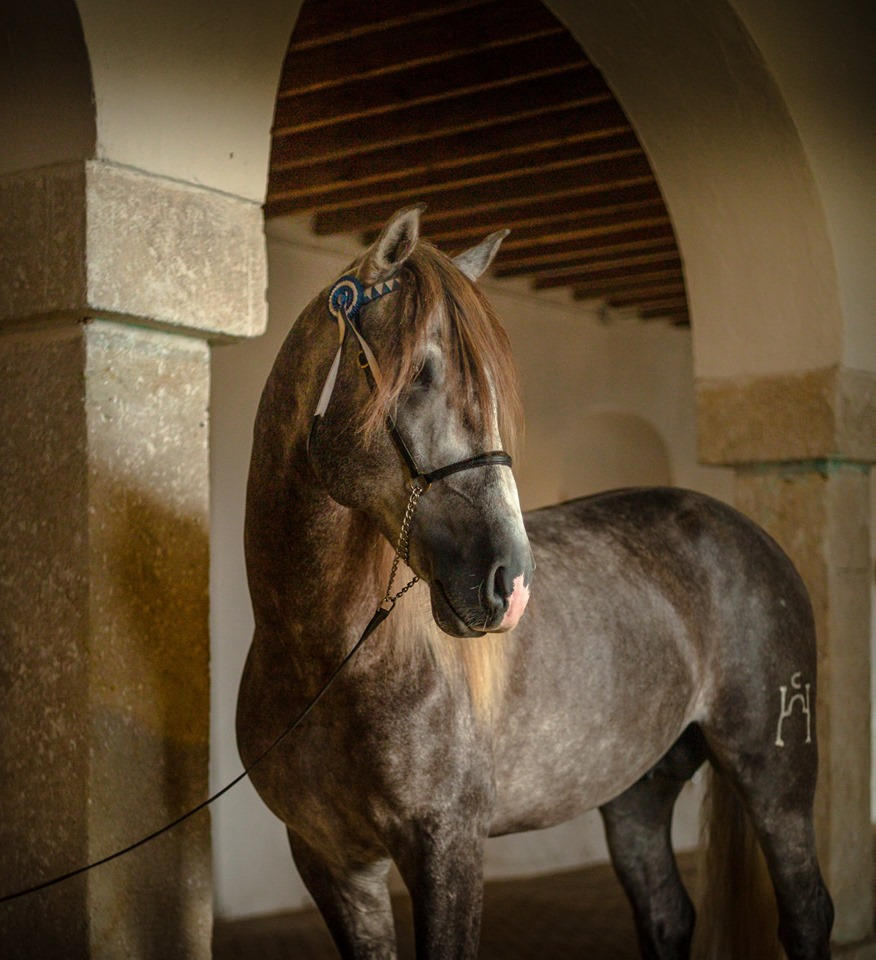spanish-horses-for-sale-grey-horse-under-arc