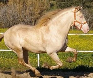 caballo capo