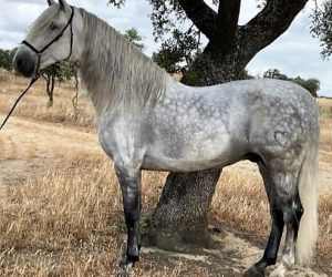 CORAZON_pre_grey horse (1)
