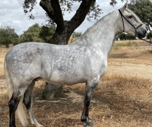 CORAZON_pre_grey horse (3)