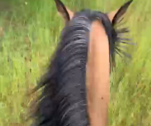 F