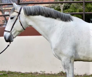 MANMAR_PSL dressage horse (1)