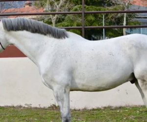 MANMAR_PSL dressage horse (3)