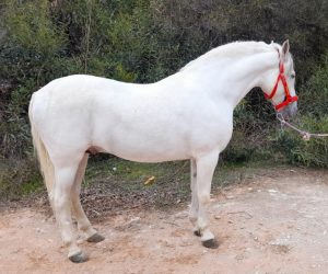 QUILLO_PRE white horse (1)