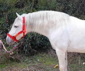 QUILLO_PRE white horse (2)