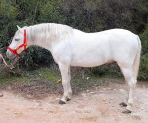 QUILLO_PRE white horse (3)