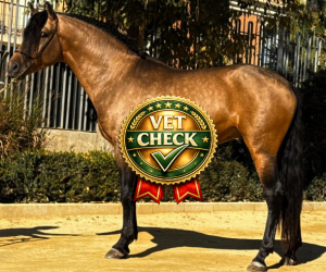 TIERÄRZTLICHE UNTERSUCHUNG Z