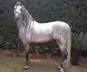 caballo galante