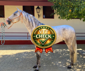 Tierarztcheck Pinton(1)